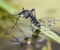 Fumigación contra Insectos Rastreros