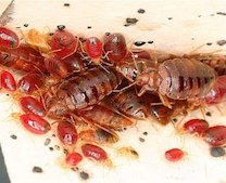 Fumigación contra Insectos Volares